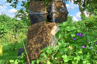 Bienenpflege zur Schwarmzeit, Erfolgreiche Jungvolkbildung - auch für Nichtmitglieder