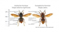 Vespa velutina (Asiatische Hornisse) - auch für Nichtmitglieder