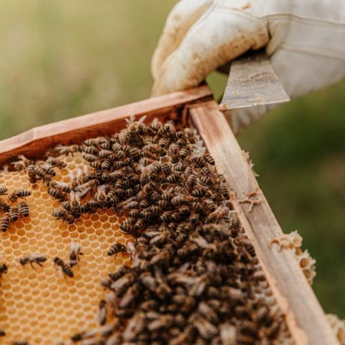 Bienen auf einer Wabe