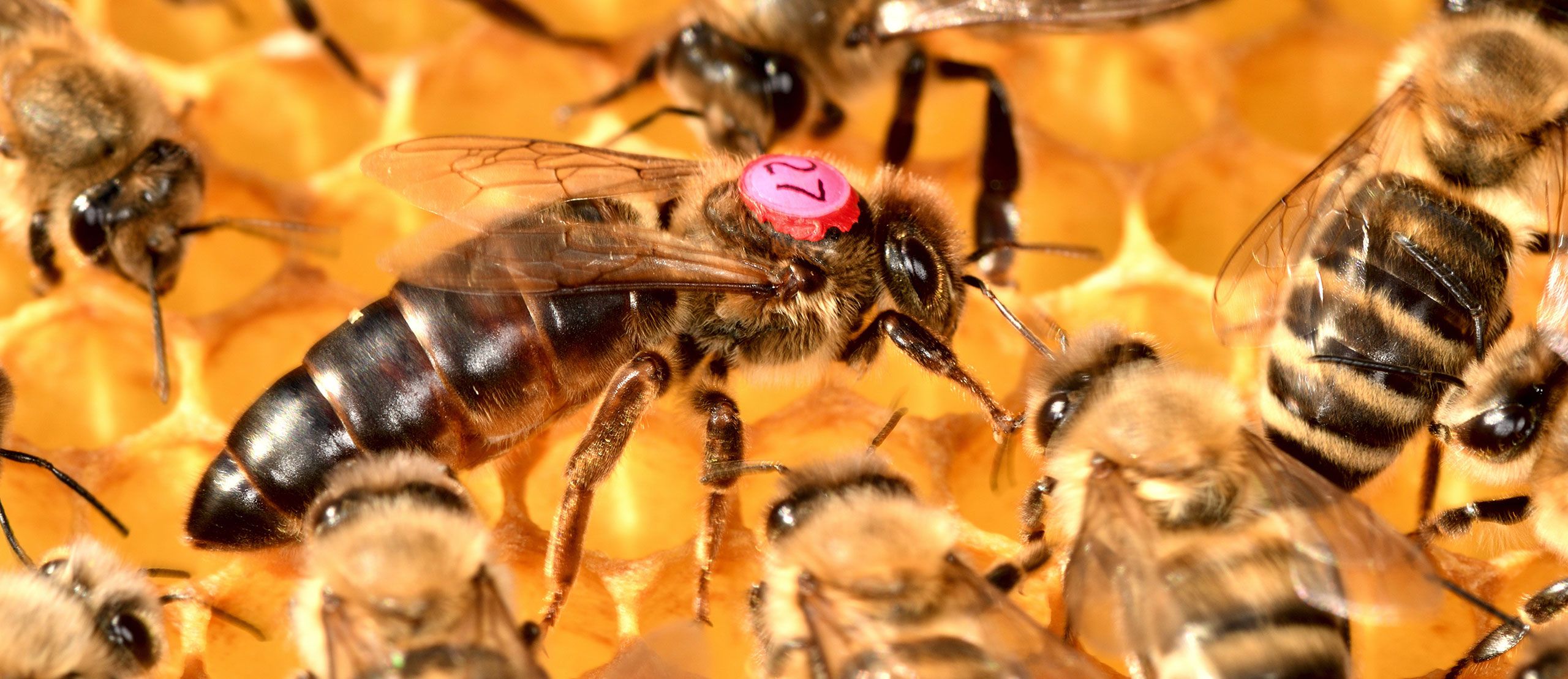 Bienenkönigin